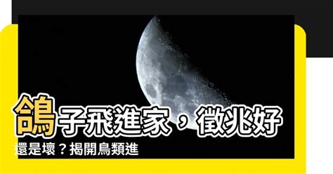 燕子飛進家|【燕子飛進家裡】燕子飛進你家了？不只築巢，4種情況各有吉。